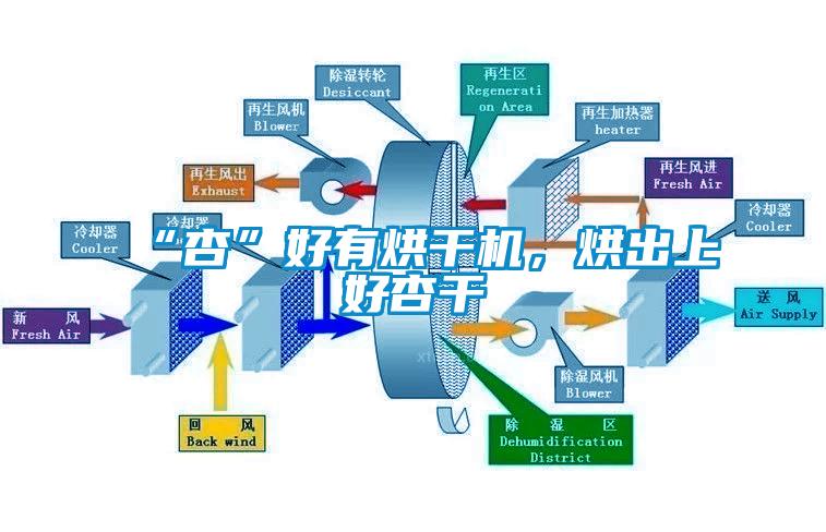 “杏”好有烘干機，烘出上好杏干